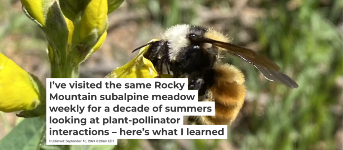 A white-shouldered bumblebee, Bombus appositus visits the flowers of a goldenbanner. Julian Resasco, CC BY-ND
